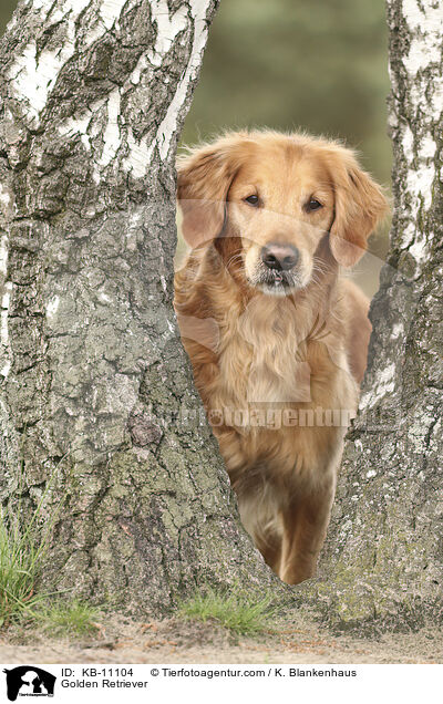 Golden Retriever / Golden Retriever / KB-11104