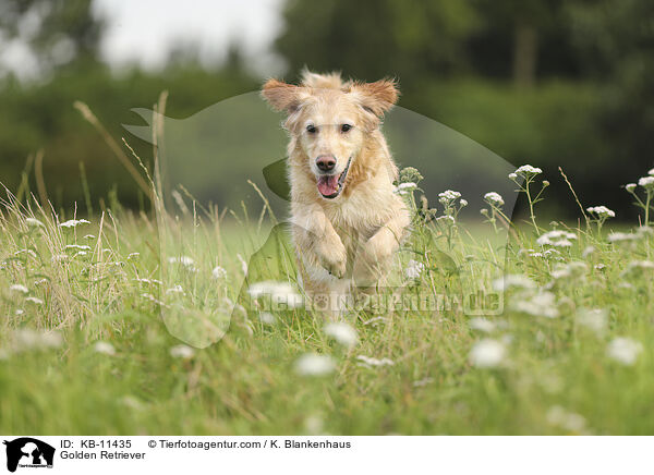 Golden Retriever / Golden Retriever / KB-11435