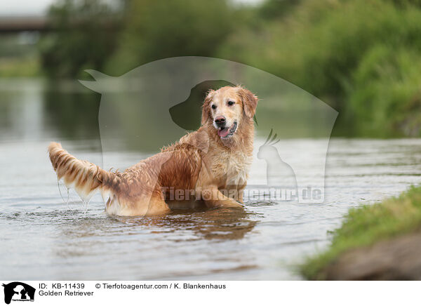 Golden Retriever / Golden Retriever / KB-11439