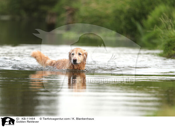 Golden Retriever / Golden Retriever / KB-11464