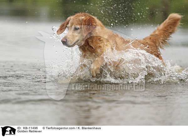 Golden Retriever / Golden Retriever / KB-11496