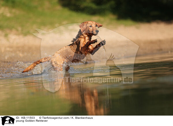 junger Golden Retriever / young Golden Retriever / KB-11503