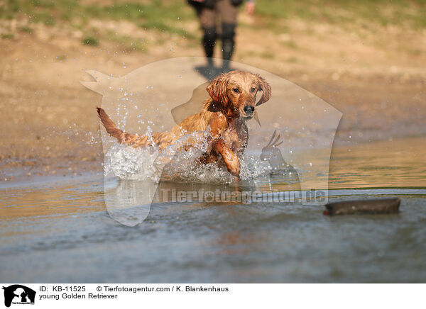 junger Golden Retriever / young Golden Retriever / KB-11525