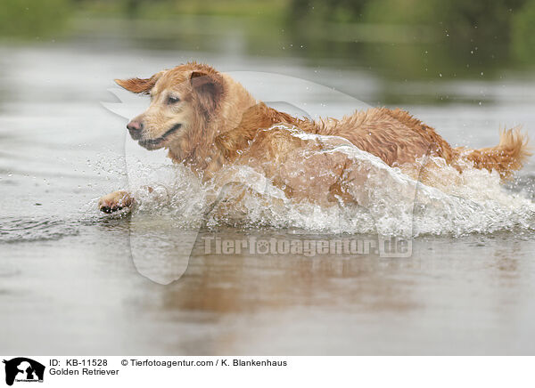 Golden Retriever / Golden Retriever / KB-11528