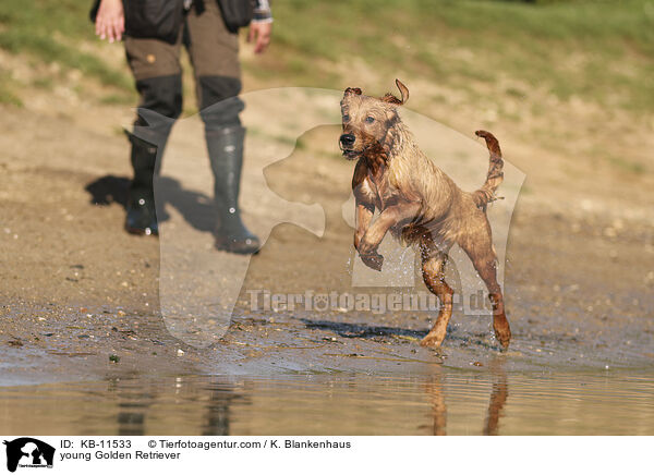 junger Golden Retriever / young Golden Retriever / KB-11533