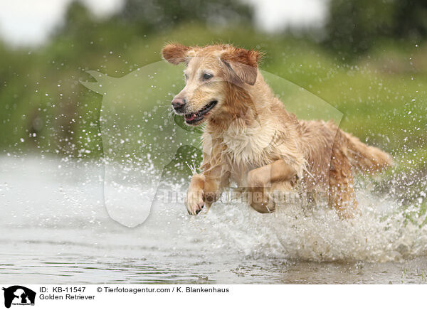 Golden Retriever / Golden Retriever / KB-11547