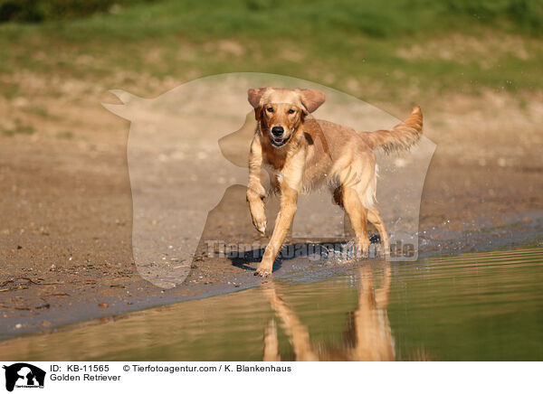 Golden Retriever / Golden Retriever / KB-11565