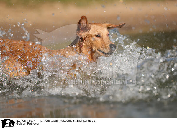 Golden Retriever / Golden Retriever / KB-11574