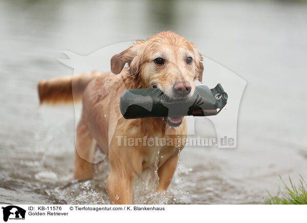 Golden Retriever / Golden Retriever / KB-11576