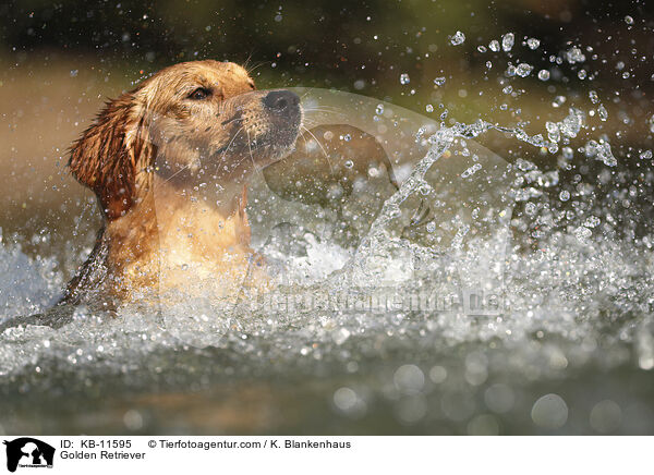 Golden Retriever / Golden Retriever / KB-11595