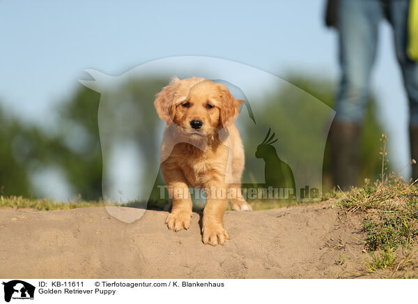 Golden Retriever Puppy / KB-11611