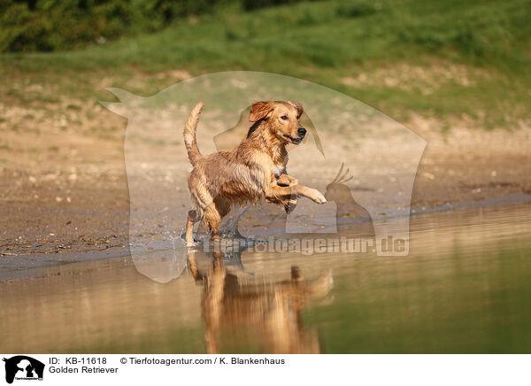 Golden Retriever / Golden Retriever / KB-11618