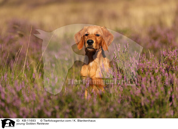 junger Golden Retriever / young Golden Retriever / KB-11693