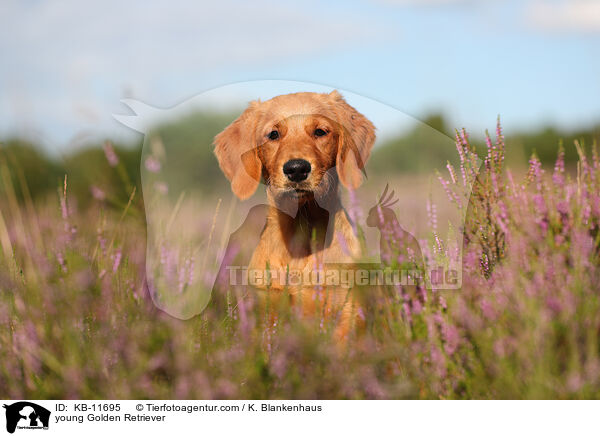 junger Golden Retriever / young Golden Retriever / KB-11695