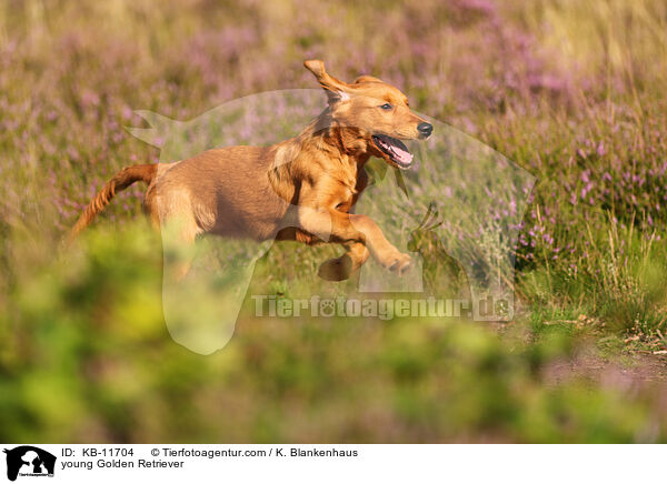 junger Golden Retriever / young Golden Retriever / KB-11704