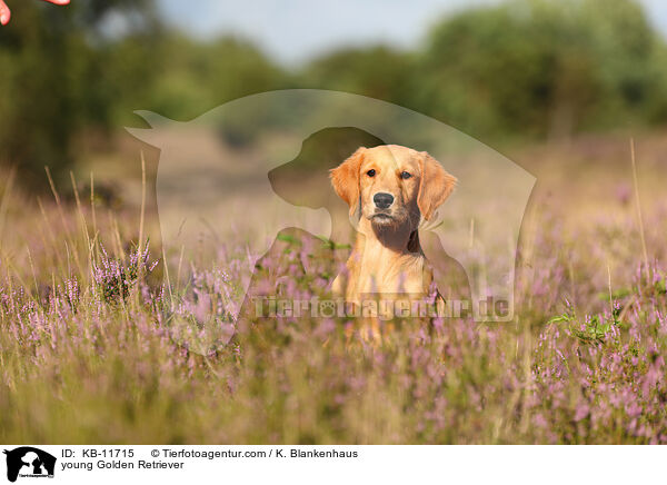 junger Golden Retriever / young Golden Retriever / KB-11715