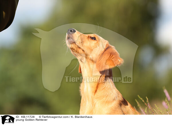 junger Golden Retriever / young Golden Retriever / KB-11728