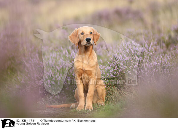 junger Golden Retriever / young Golden Retriever / KB-11731