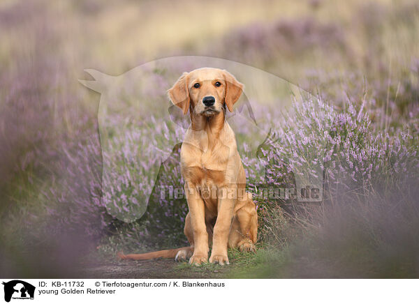 junger Golden Retriever / young Golden Retriever / KB-11732