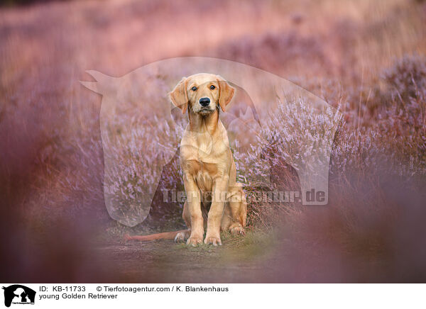 junger Golden Retriever / young Golden Retriever / KB-11733