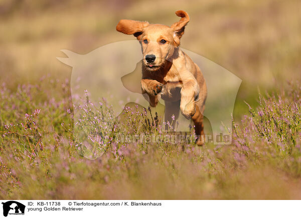 junger Golden Retriever / young Golden Retriever / KB-11738