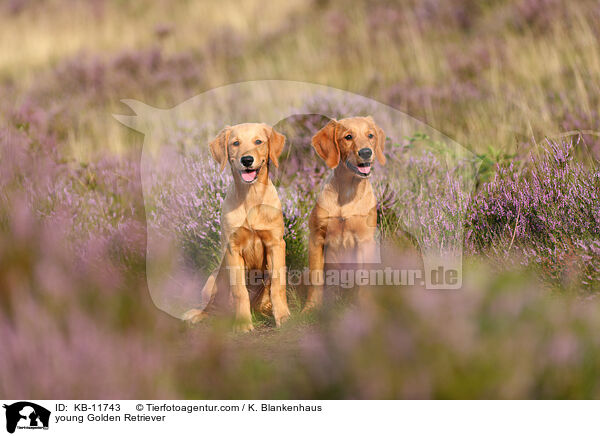 junge Golden Retriever / young Golden Retriever / KB-11743