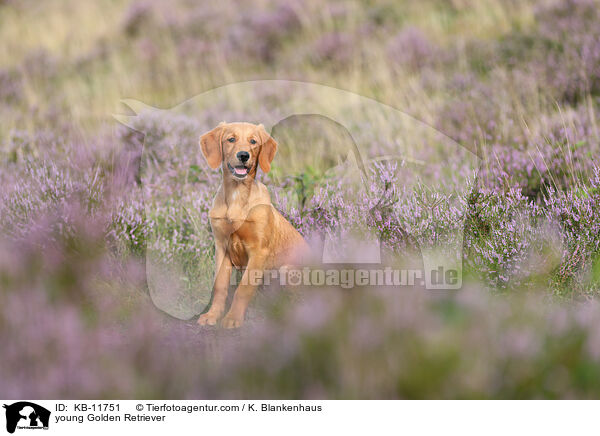 junger Golden Retriever / young Golden Retriever / KB-11751