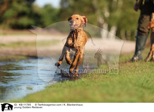 junger Golden Retriever / young Golden Retriever / KB-11785