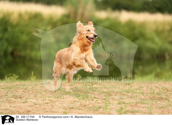 Golden Retriever / Golden Retriever / KB-11794