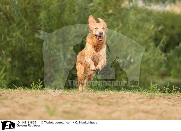 Golden Retriever / Golden Retriever / KB-11802