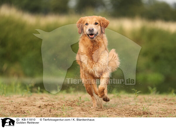 Golden Retriever / Golden Retriever / KB-11810