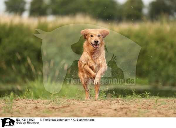 Golden Retriever / Golden Retriever / KB-11824