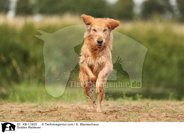 Golden Retriever / Golden Retriever / KB-11825