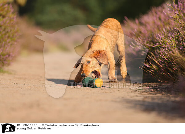 junger Golden Retriever / young Golden Retriever / KB-11835