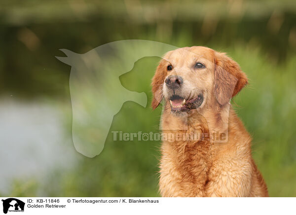 Golden Retriever / Golden Retriever / KB-11846