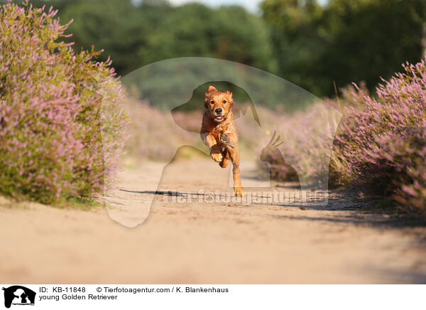 junger Golden Retriever / young Golden Retriever / KB-11848