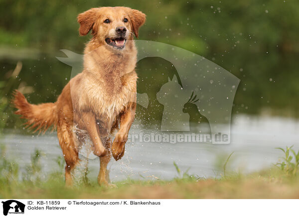 Golden Retriever / Golden Retriever / KB-11859