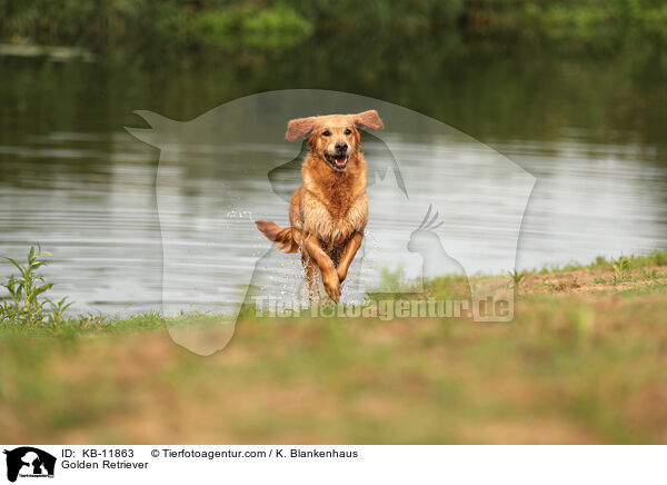 Golden Retriever / Golden Retriever / KB-11863