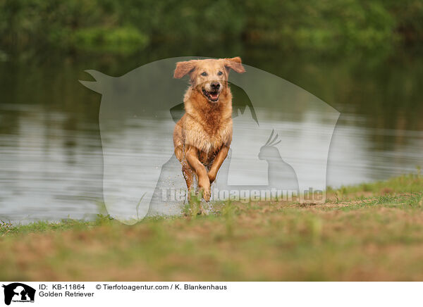 Golden Retriever / Golden Retriever / KB-11864