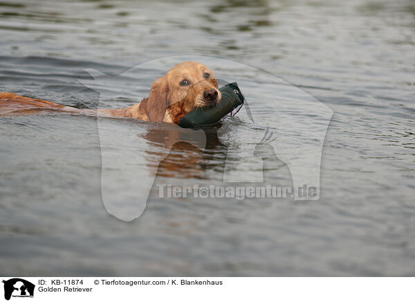 Golden Retriever / Golden Retriever / KB-11874