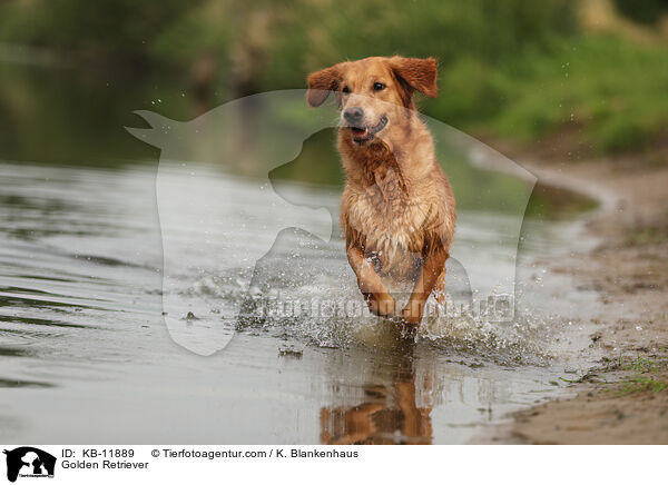 Golden Retriever / Golden Retriever / KB-11889