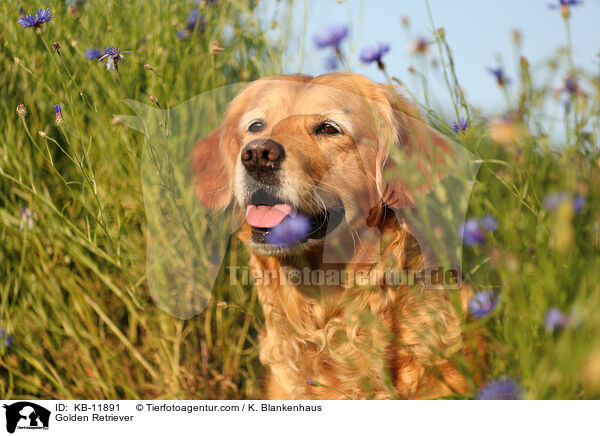 Golden Retriever / Golden Retriever / KB-11891