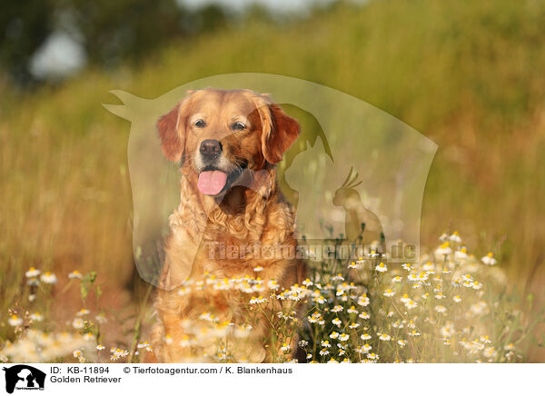 Golden Retriever / Golden Retriever / KB-11894