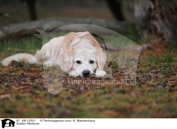 Golden Retriever / Golden Retriever / KB-12501