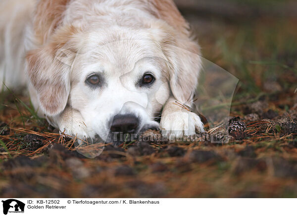 Golden Retriever / Golden Retriever / KB-12502