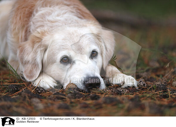 Golden Retriever / Golden Retriever / KB-12503