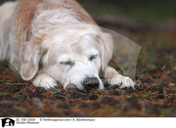 Golden Retriever / Golden Retriever / KB-12504