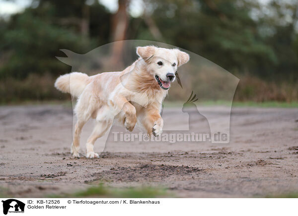 Golden Retriever / Golden Retriever / KB-12526