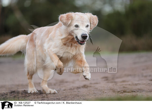 Golden Retriever / Golden Retriever / KB-12527