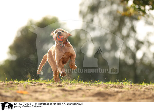 junger Golden Retriever / young Golden Retriever / KB-12538